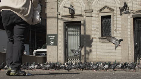 Woman-Enters-Frame-and-Begins-to-Toss-Food-to-Flock-of-Pigeons