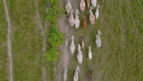 A-herd-of-cows-running-in-a-colombian-field,-daylight,-top-down-aerial-view