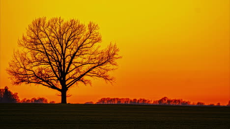 A-single-tree-against-a-stunning-sunset-sky-background