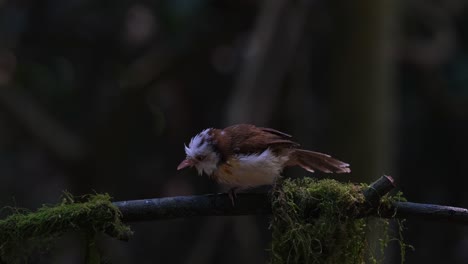 Visto-En-Una-Rama-Girando-Y-Rascándose-La-Cara-Y-Luego-Se-Va-Volando-Rápidamente,-Charlatán-De-Collar-Gampsorhynchus-Torquatus,-Tailandia