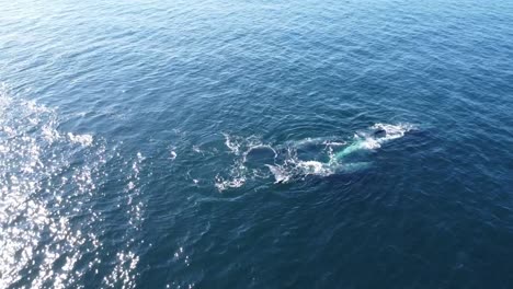 Aerial-shot-of-grey-whales-swimming-near-Baja-California-Sur,-Mexico