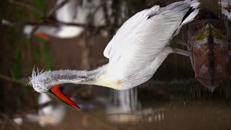 VERTICAL,-Dalmatian-Pelican-Preening-on-Rock-amid-Marsh-Water,-Closeup-Portrait
