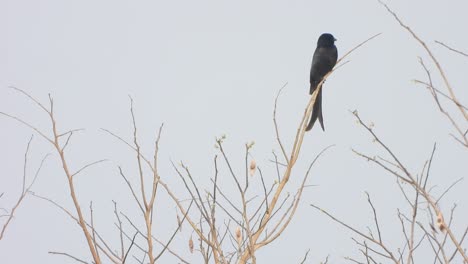 Drongo-black-bird-in-tree-