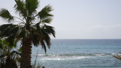 Una-Palmera-Solitaria-Se-Mece-Suavemente-Con-La-Brisa,-Contemplando-El-Mar-Sereno,-Cuya-Superficie-Brilla-Bajo-El-Cálido-Sol