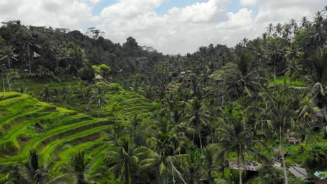 Aerial-view-Of-Tegalalang-Rice-Terraces-In-Gianyar,-Bali,-Indonesia