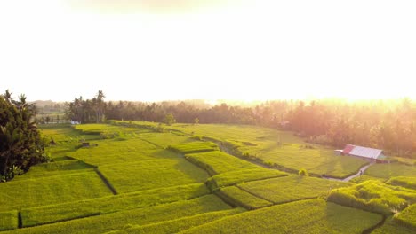 Exuberantes-Campos-De-Arroz-Verdes-En-Bali-Durante-La-Hora-Dorada,-Mostrando-Su-Vibrante-Belleza-Y-Tranquilidad-Bañados-Por-La-Cálida-Luz-Del-Sol.