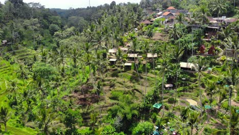 Terrazas-De-Arroz-Verde-De-Tegalalang-Y-Exuberante-Selva-En-Gianyar,-Bali,-Indonesia