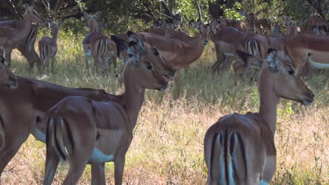 Antílope-Impala-Parados-Muy-Juntos,-Mirando-Con-Curiosidad-A-Su-Alrededor-En-Busca-De-Señales-De-Peligro