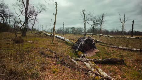 Tote-Und-Umgestürzte-Bäume-In-Einer-Trockenen-Landschaft,-Die-Von-Wind-Und-Sturm-Verwüstet-Wurde