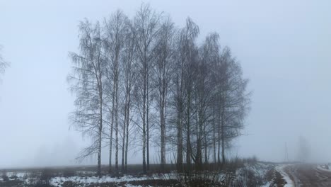 Pan-of-thick-white-fog-surround-bare-birch-tree-grove-near-dirt-road-with-snow