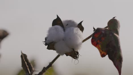 A-hand-held-close-up-shot-of-a-cotton-flower-in-a-farmland-growing-cotton-captured-during-golden-hour