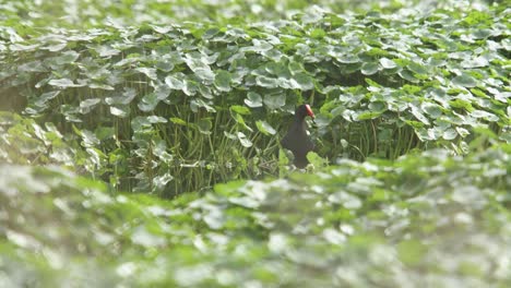 Gallinule-Común-Nadando-En-Un-Pantano