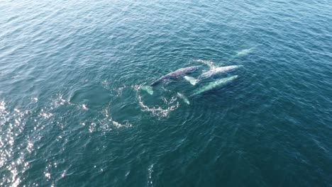 Ballenas-Grises-En-Las-Aguas-Turquesas-De-Baja-California-Sur,-México,-Vista-Aérea