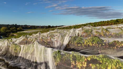 Weinberg-Unter-Vogelschutznetzen-In-Neuseeland,-Sonnig-Mit-Klarem-Himmel