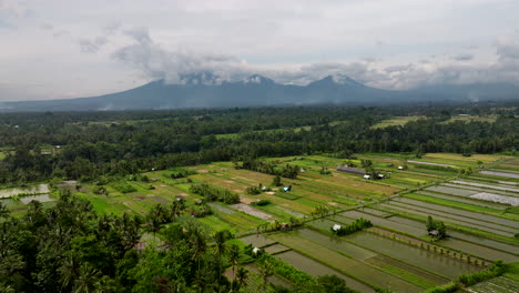Atemberaubende-Landschaft,-Die-Balis-Landwirtschaftliches-Erbe-Symbolisiert.-Luftaufnahme