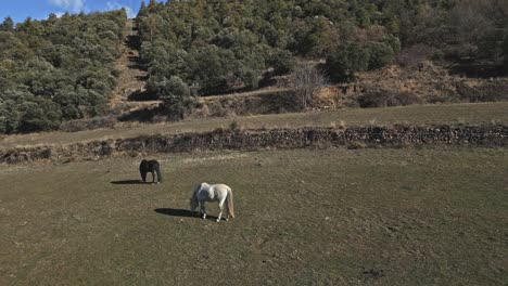 Drohnenaufnahme-Aus-Nächster-Nähe-über-Pferden,-Die-Schwarze-Und-Weiße-Tiere-Auf-Einem-Landwirtschaftlichen-Feld-In-Spanien-Grasen-Lassen,-Tiere,-Die-Gras-Fressen