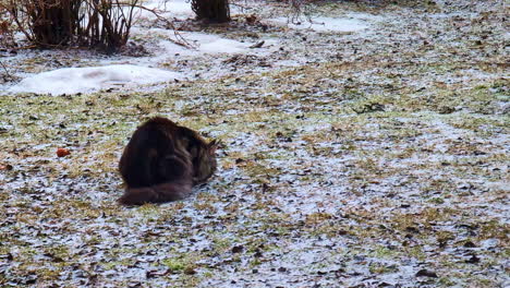 Maine-Coon-cat-catches-a-mouse-in-a-snowy-field