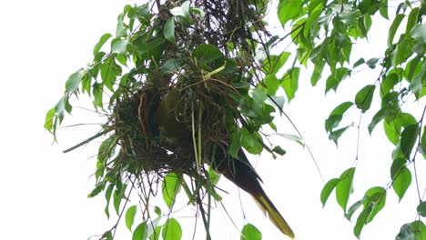 Wilde-Grüne-Oropendola,-Psarocolius-Viridis,-Baut-Hängende-Nester-Aus-Naturfasern,-Die-Während-Der-Brutzeit-An-Den-äußeren-Zweigen-Hoher-Bäume-In-Tropischen-Wäldern-Hängen,-Nahaufnahme