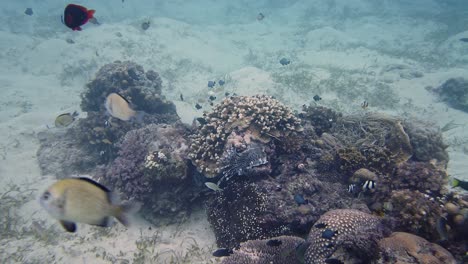 Colorful-Fishes-Swimming-around-Coral-Reef-on-Sandy-Seafloor,-Slow-Motion