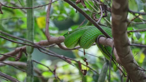 Camera-slides-and-zooms-out-revealing-this-snake-resting-on-a-branch-after-some-meal,-Vogel’s-Pit-Viper-Trimeresurus-vogeli,-Thailand