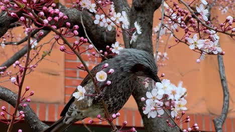 Bird-perched-in-blooming-cherry-tree-with-spring-blossoms,-urban-background