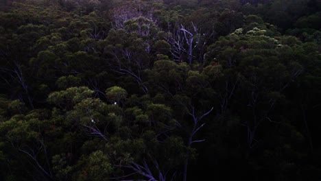 Vista-Aérea-De-Los-árboles-Del-Bosque-Por-La-Noche-En-El-Interior-De-Noosa,-Queensland,-Australia