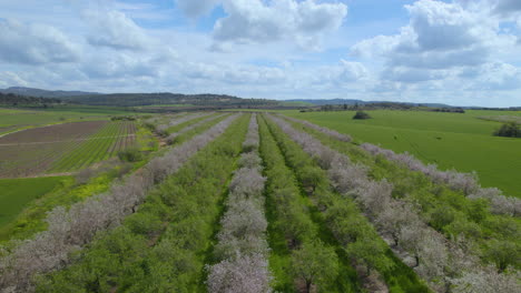 low-altitude-flight-over-blossoming-almond-trees,-a-cloudy-spring-day-with-vibrant-colors