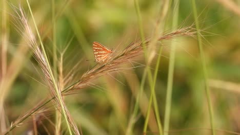 Mariposa-Relajándose-En-La-Hierba-