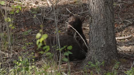 Playful-Grizzly-Bear-Cub-Clambering-Around-a-Forest-Tree-in-Springtime