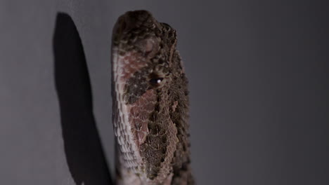 Puff-adder-snake---close-up-on-head--Vertical-video
