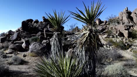Young-Joshua-trees-and-rocks-in-Joshua-Tree-National-Park-in-California-with-gimbal-video-in-a-circle