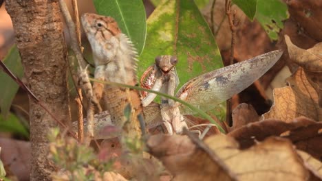 Mantis-hunting-lizard-to-eat-