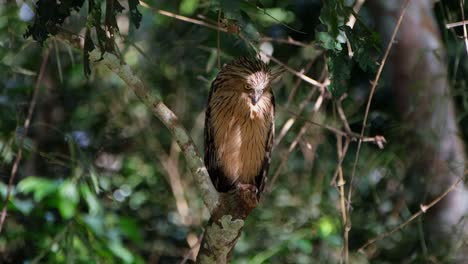 Seen-looking-down-to-the-right-and-then-turns-its-head-towards-the-left-with-that-serious-look,-Buffy-Fish-Owl-Ketupa-ketupu,-Thailand