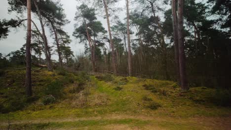 Kiefernwald-Auf-Einem-Mit-Moos-Bedeckten-Dünenhügel,-Landschaftshintergrund,-POV