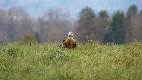 Red-Kite-bird-of-prey-sits-in-grassy-field-gazing-and-watching-perfectly-centered-with-forest-background,-telephoto-view