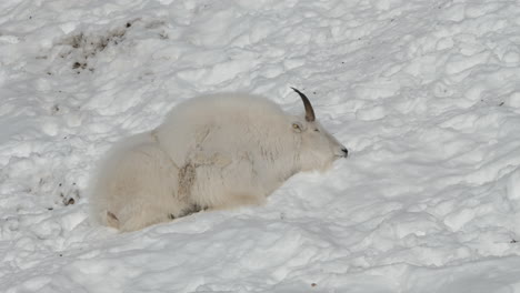 Mountain-Goat-Lying-Down-In-Snow-At-Yukon-Wildlife-Preserve,-BC-Canada