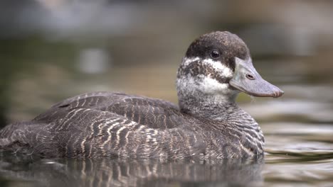 Eye-Level-Closeup-Portrait-of-Female-Lake-Duck-on-Water-Surface,-Bokeh