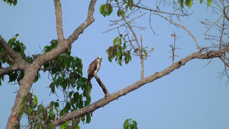 Perched-facing-to-the-right-with-blue-sky-background-as-seen-in-the-morning,-Osprey-Pandion-haliaetus,-Thailand