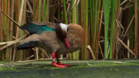 Male-brazilian-teal,-amazonetta-brasiliensis,-rubbing-its-head-all-over-the-body,-grooming,-preening-and-cleaning-its-feather,-wagging-its-tail-in-the-enclosure,-close-up-shot