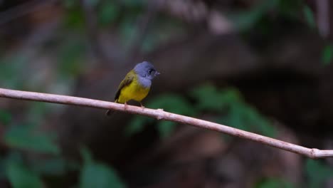 Facing-the-camera-as-it-looks-around-then-quickly-flies-away,-Grey-headed-Canary-flycatcher-Culicicapa-ceylonensis,-Thailand