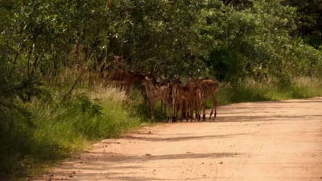 Impala-heard-standing-together-by-the-side-of-the-road