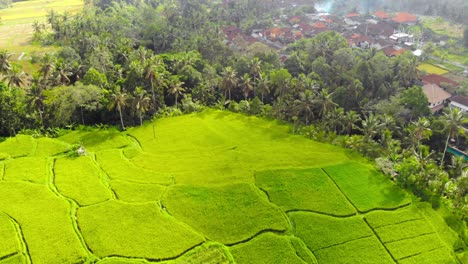 Scenic-Landscape-Of-Green-Rice-Fields-of-Ubud-village-in-Bali,-Indonesia---aerial-Drone-Shot