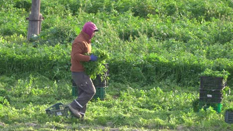 Landwirt-Oder-Landarbeiter,-Der-Koriander-Oder-Fenchel-Aufnimmt,-Der-In-Landwirtschaftlichen-Plantagen-Wächst,-Während