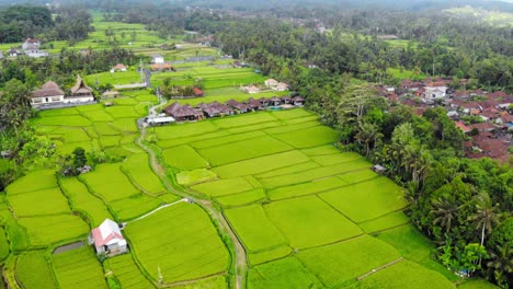 Kleine-Traditionelle-Bali-Hütten-Inmitten-Der-Reisfelder