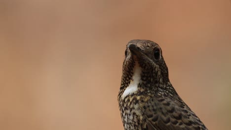 Facing-the-camera-as-a-portrait-taken-while-it-perched-very-close-to-the-camera-in-the-forest,-White-throated-Rock-Thrush-Monticola-gularis-Female,-Thailand