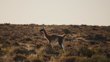 Wild-Guanaco-Walking-In-The-Valdes-Peninsula-In-Chubut-Province,-Argentina