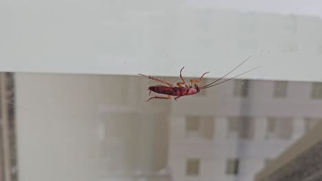 Vertical-Footage:-A-cockroach-climbs-on-glass-in-a-residential-area-during-the-daytime