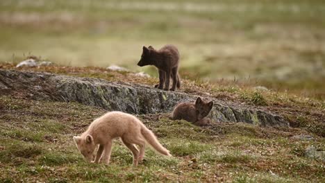 Arctic-fox-pups-explore-around-den-on-Norwegian-tundra