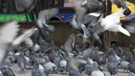 Mujer-Arrojando-Migas-De-Pan-A-Un-Grupo-De-Palomas-En-La-Acera