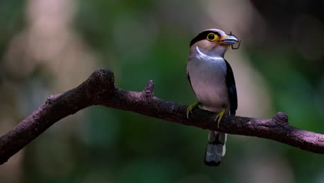 A-female-bird-with-a-spider-in-its-mouth-ready-to-deliver-the-food-to-its-nestling-as-it-looks-to-the-right,-Silver-breasted-Broadbill-Serilophus-lunatus,-Thailand